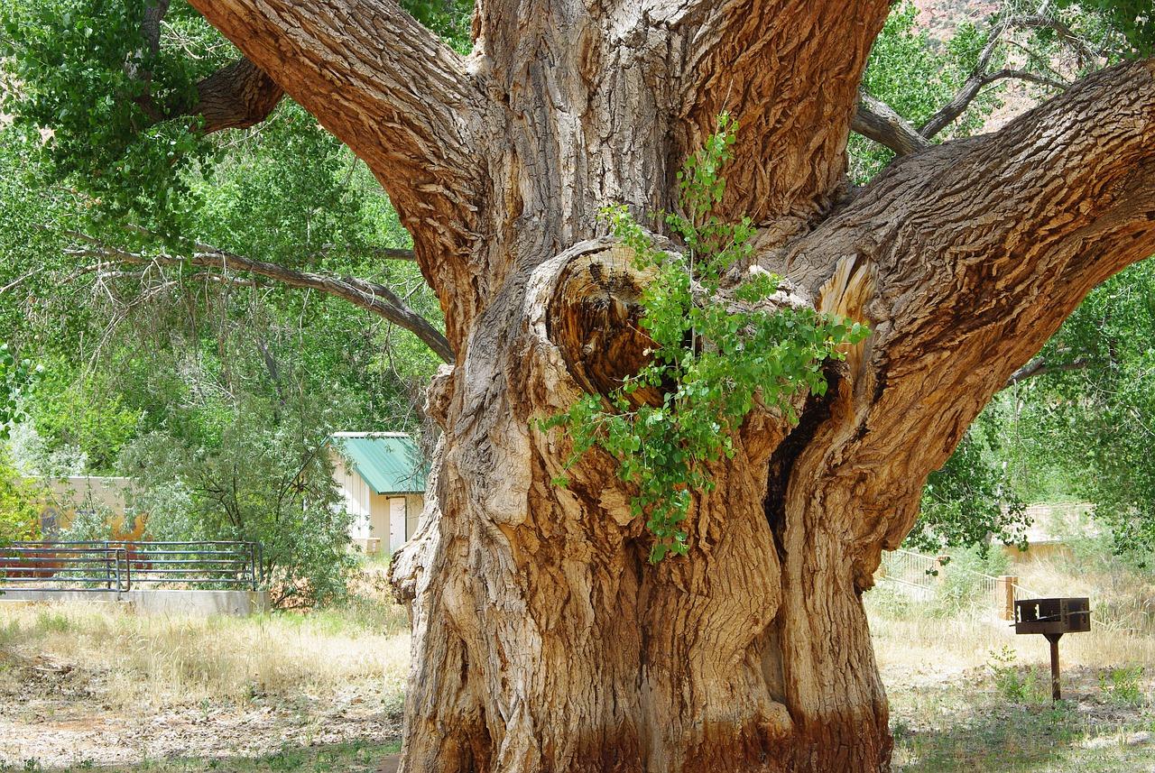3. 树干加固措施
