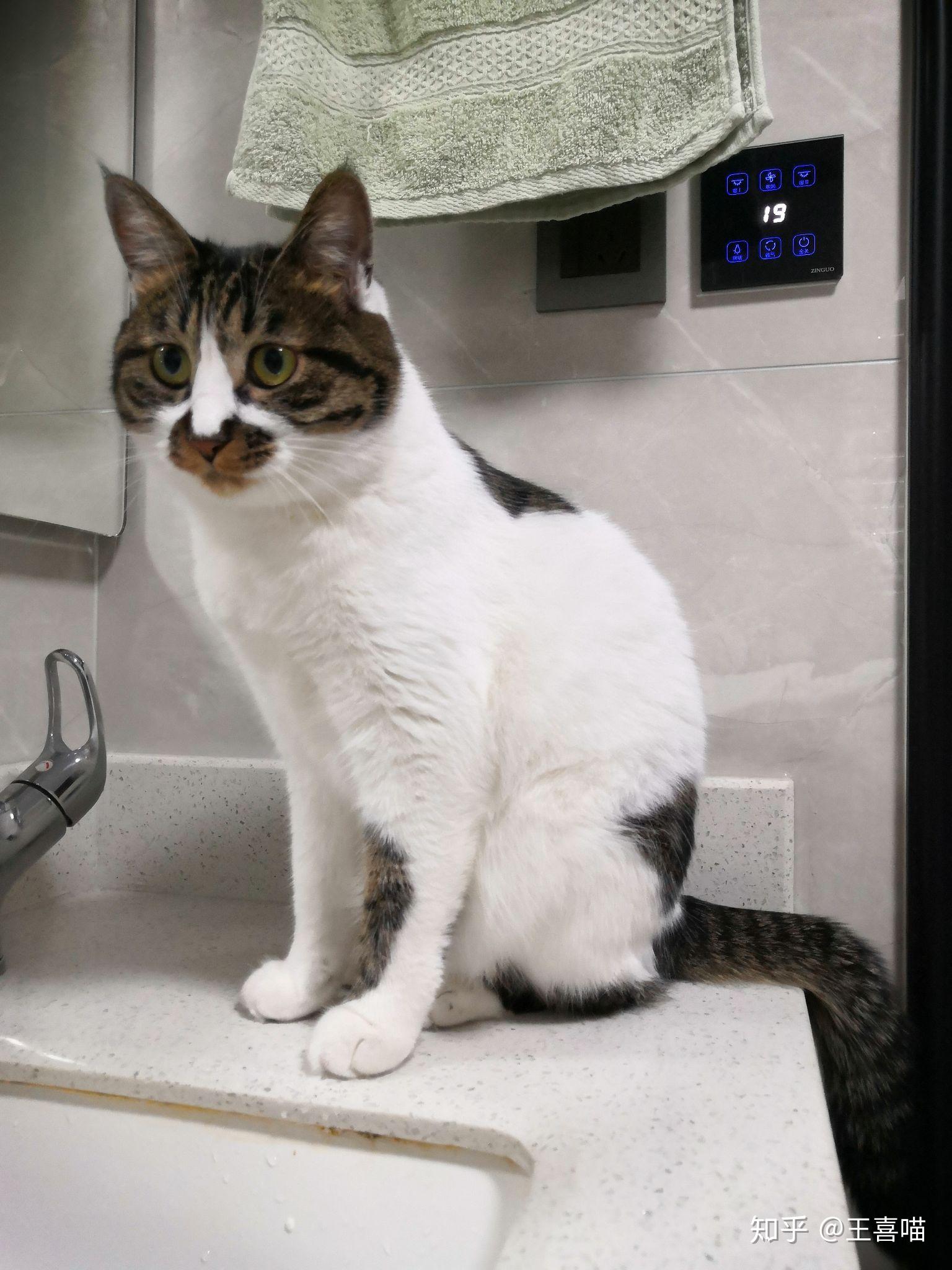 喵一直躲着你,还一天没拉屎怎么办,急!急!急!