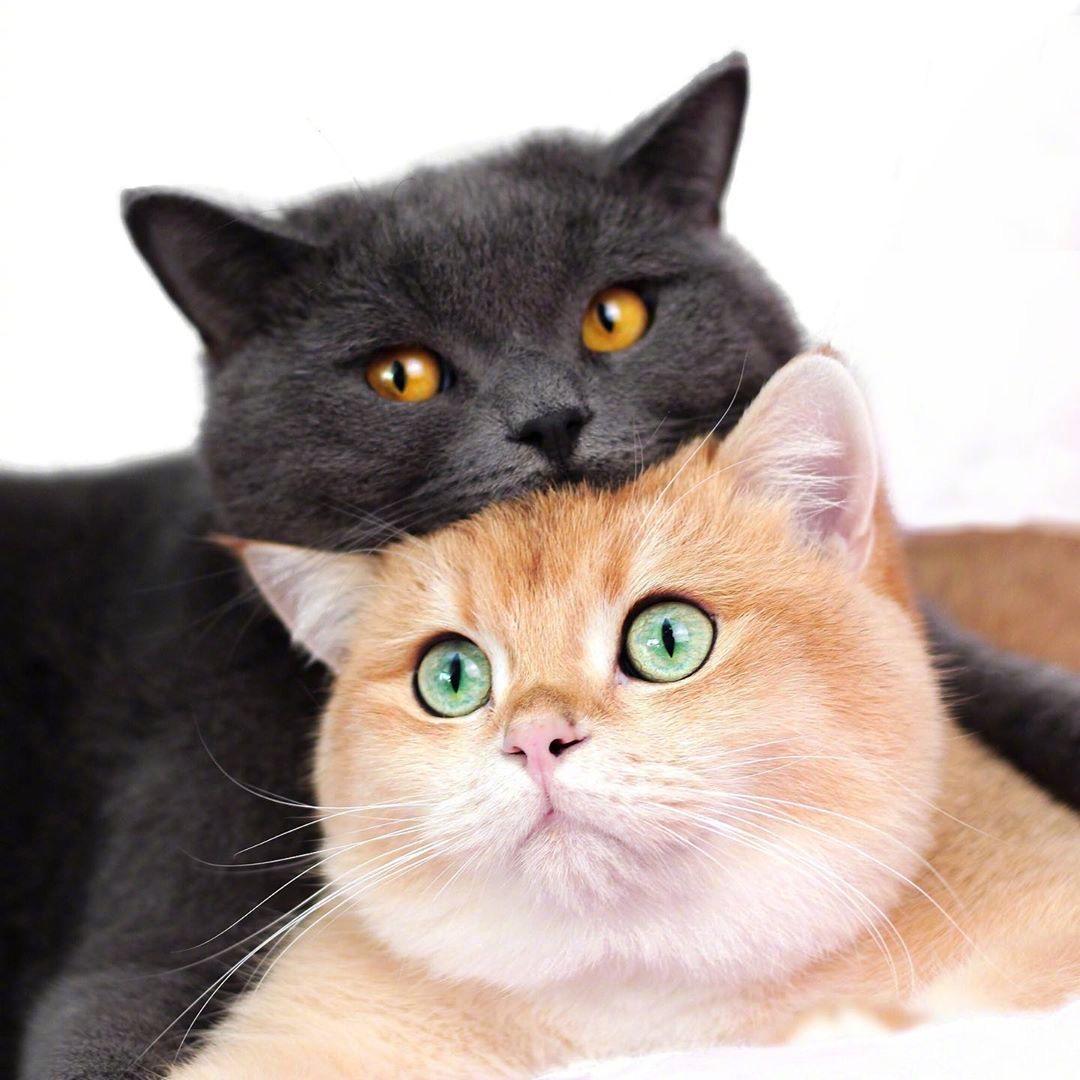 有哪些特别治愈的小动物的图片吗动图什么的都可以