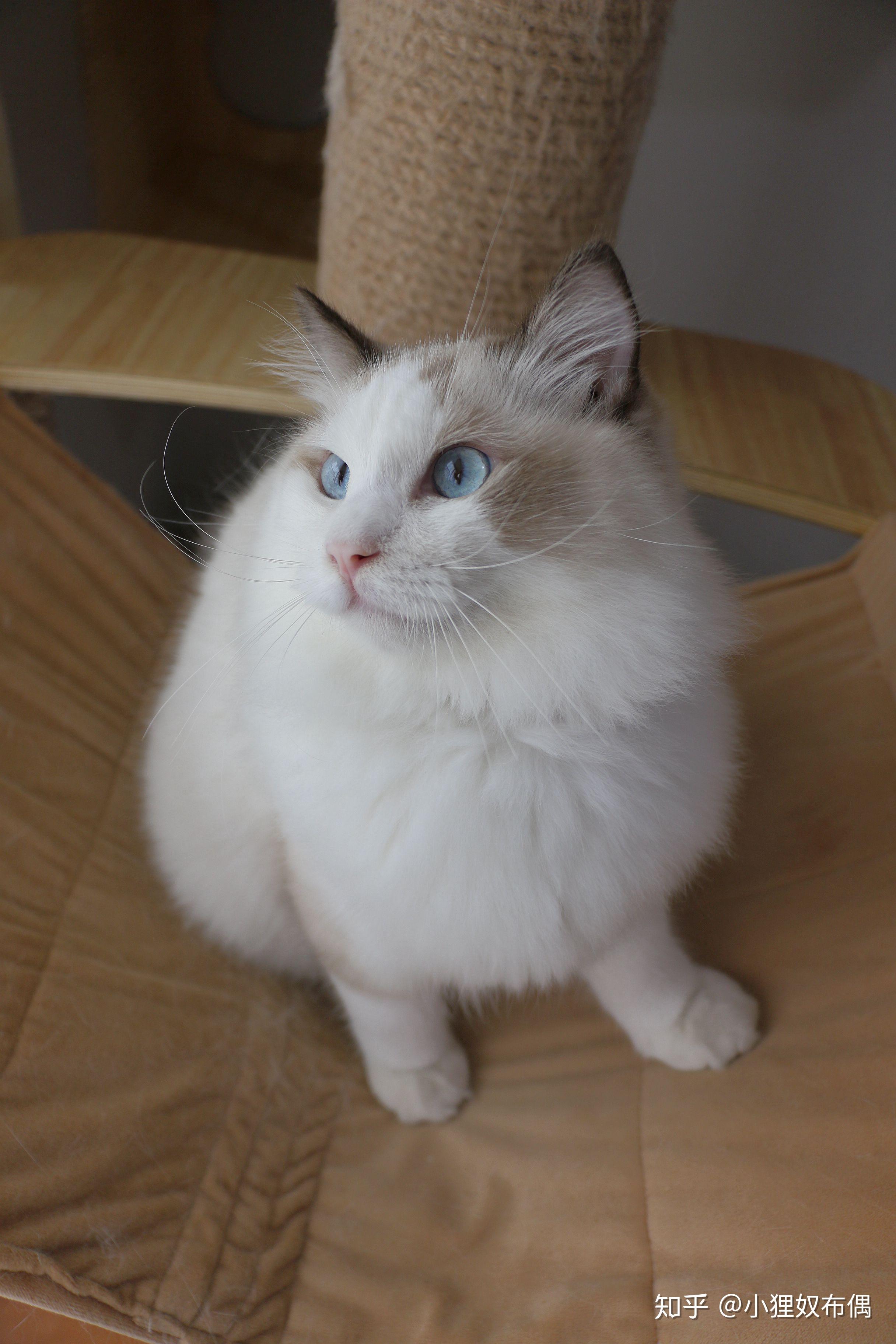 赛级猫和宠物猫的区别是什么?