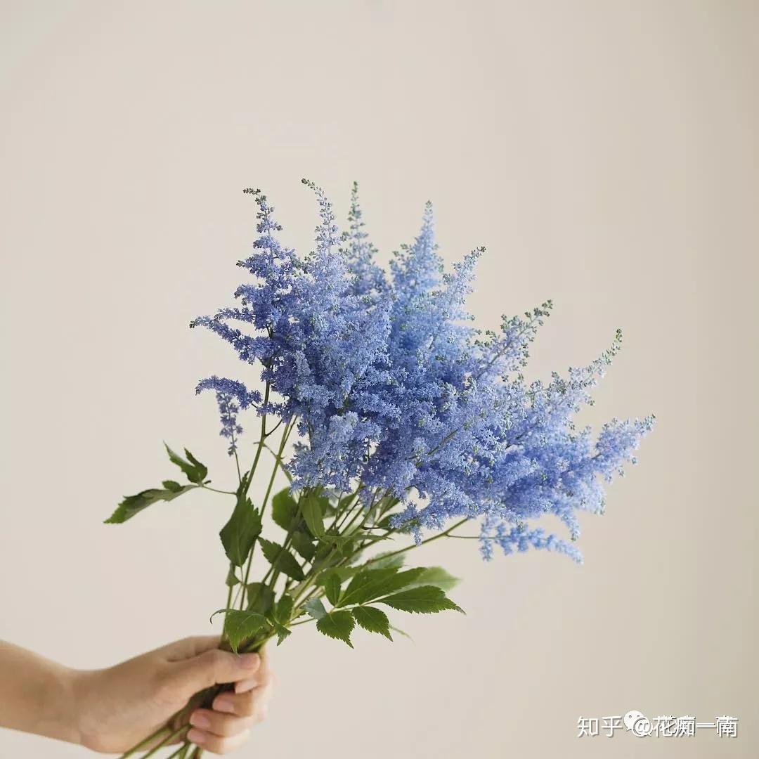 落新妇有个别名叫europa,译为"欧罗巴",传说天神宙斯下界游览,见到牧