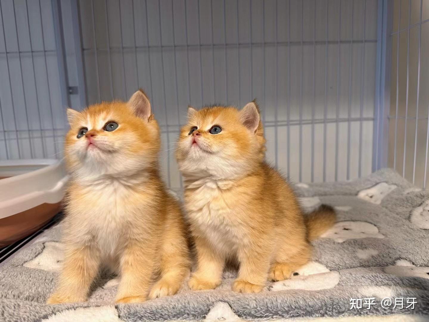 在成都开猫舍还赚钱吗? - 知乎