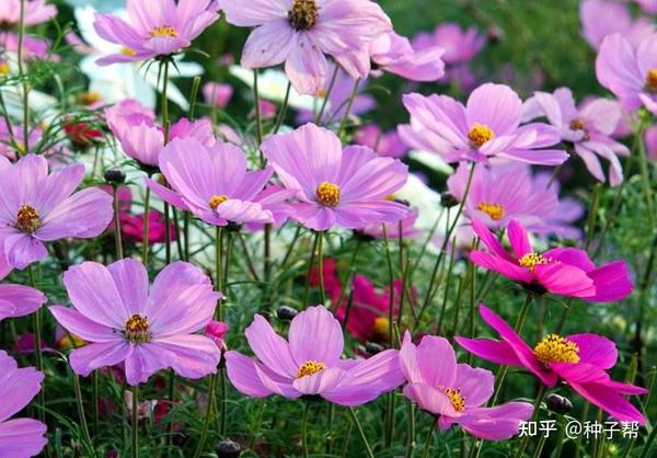 阳春三月赏花季 最适合打造花海的花卉品种 您喜欢哪一个 知乎