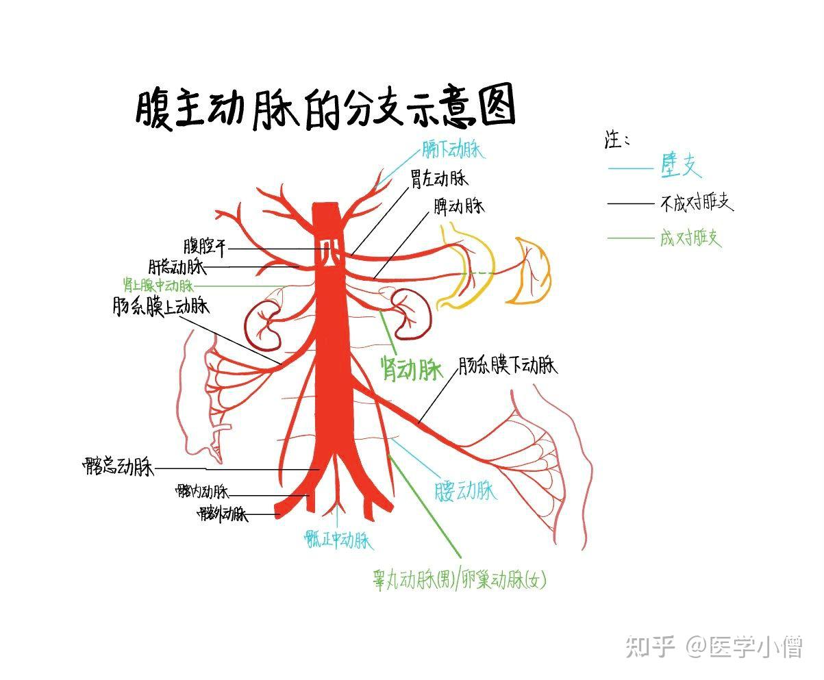 主动脉走行图图片