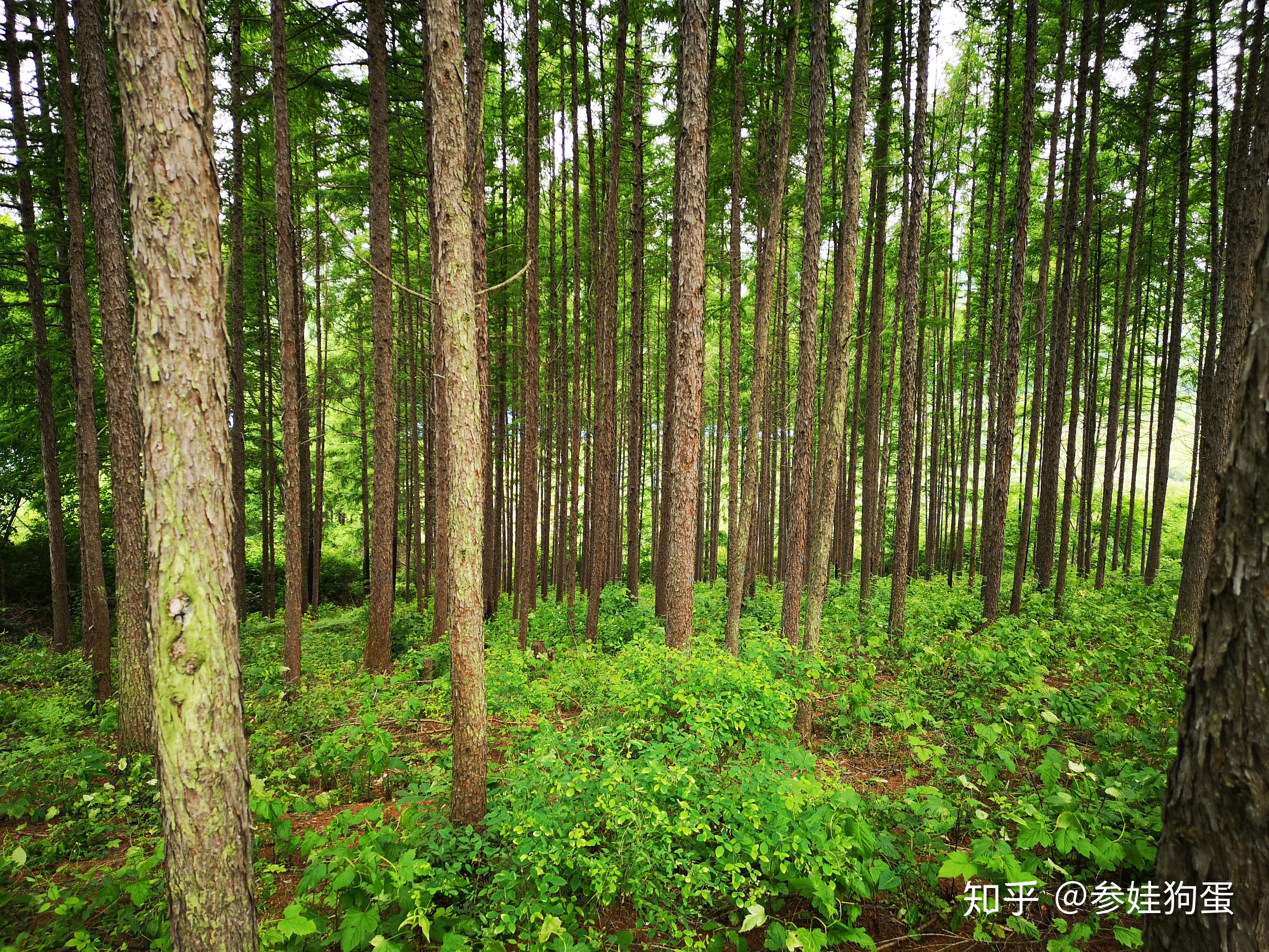林下参生长环境揭秘,人参只要林下就一定好吗? - 知乎