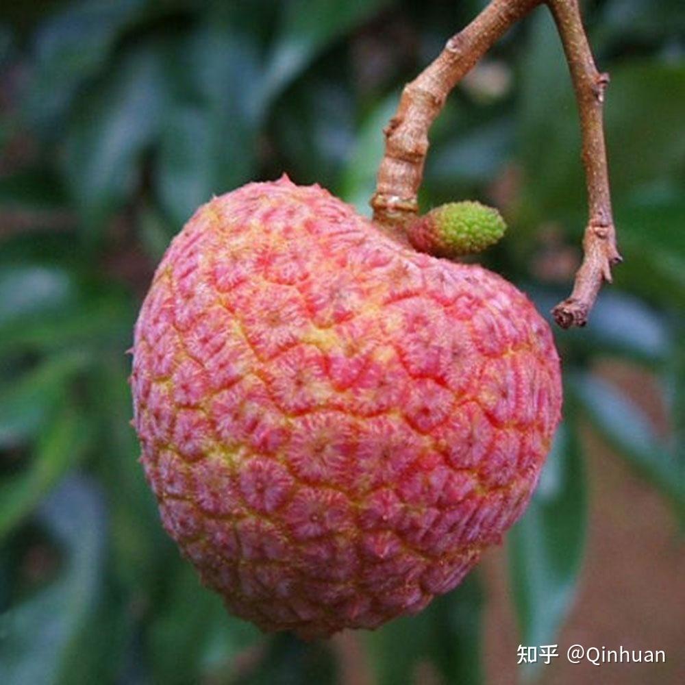 【嗪环：每日名特荔枝介绍】增城挂绿荔枝 - 知乎