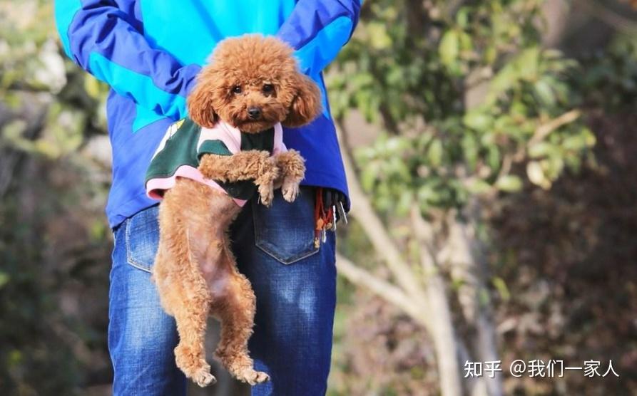 抱泰迪姿势讲究多这些禁忌劝你别犯太伤狗了