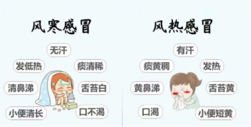 感冒千万别乱吃药!一文教你辨别风寒、风热感冒! - 知乎