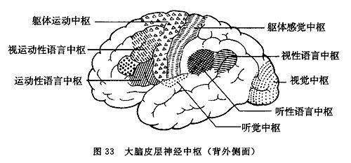 視覺中樞,聽覺中樞和語言中樞