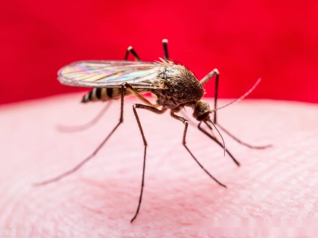 吸血的蚊子图片下载 - 觅知网