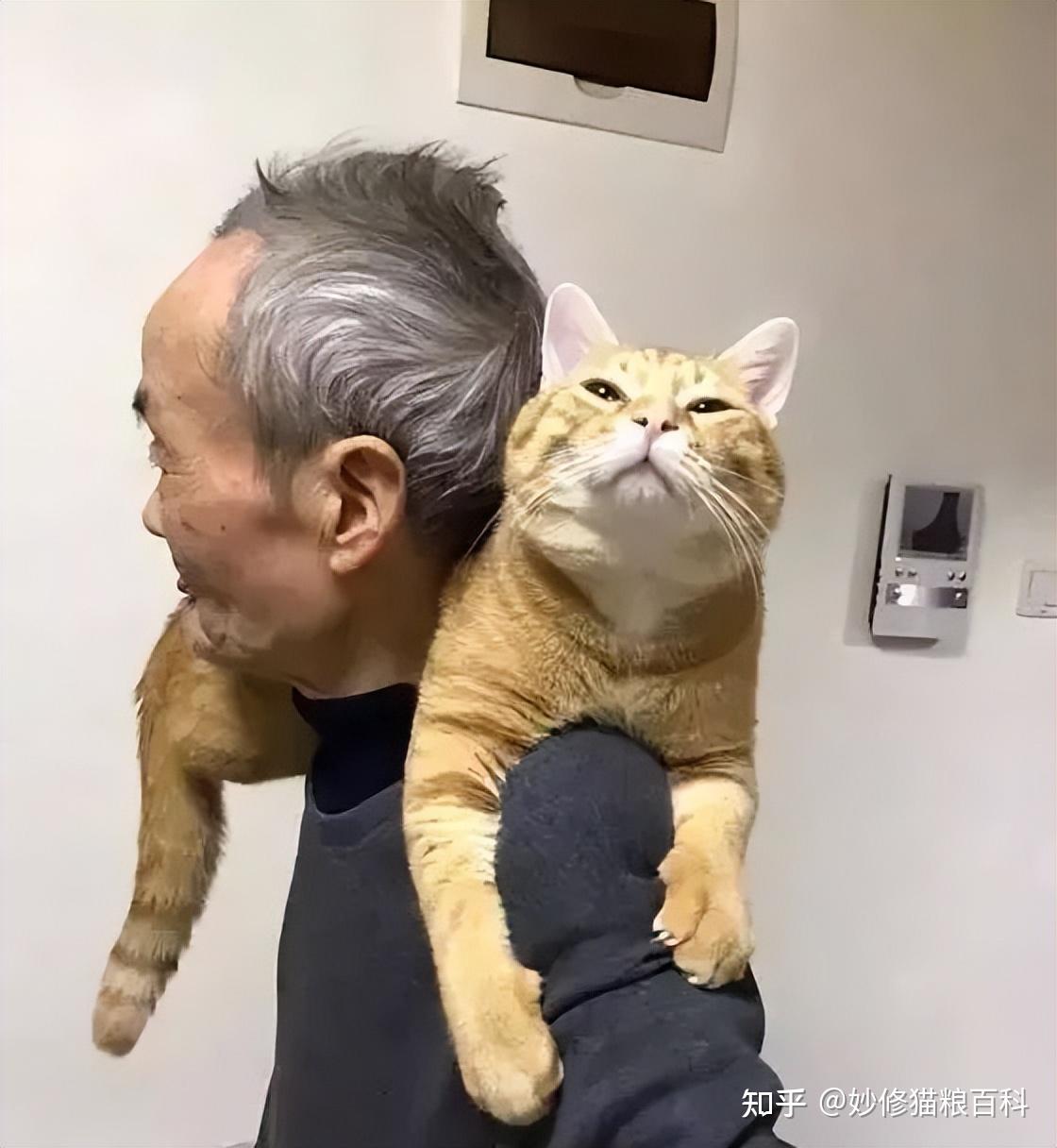 研究证明,养猫和不养猫的人,10年后身体有这些差距 - 知乎