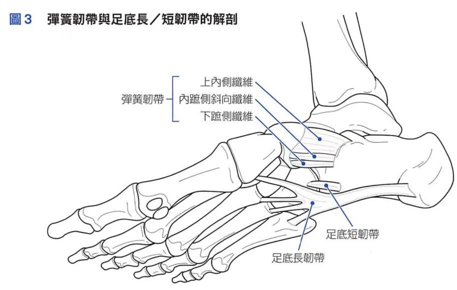 脚筋结构图片