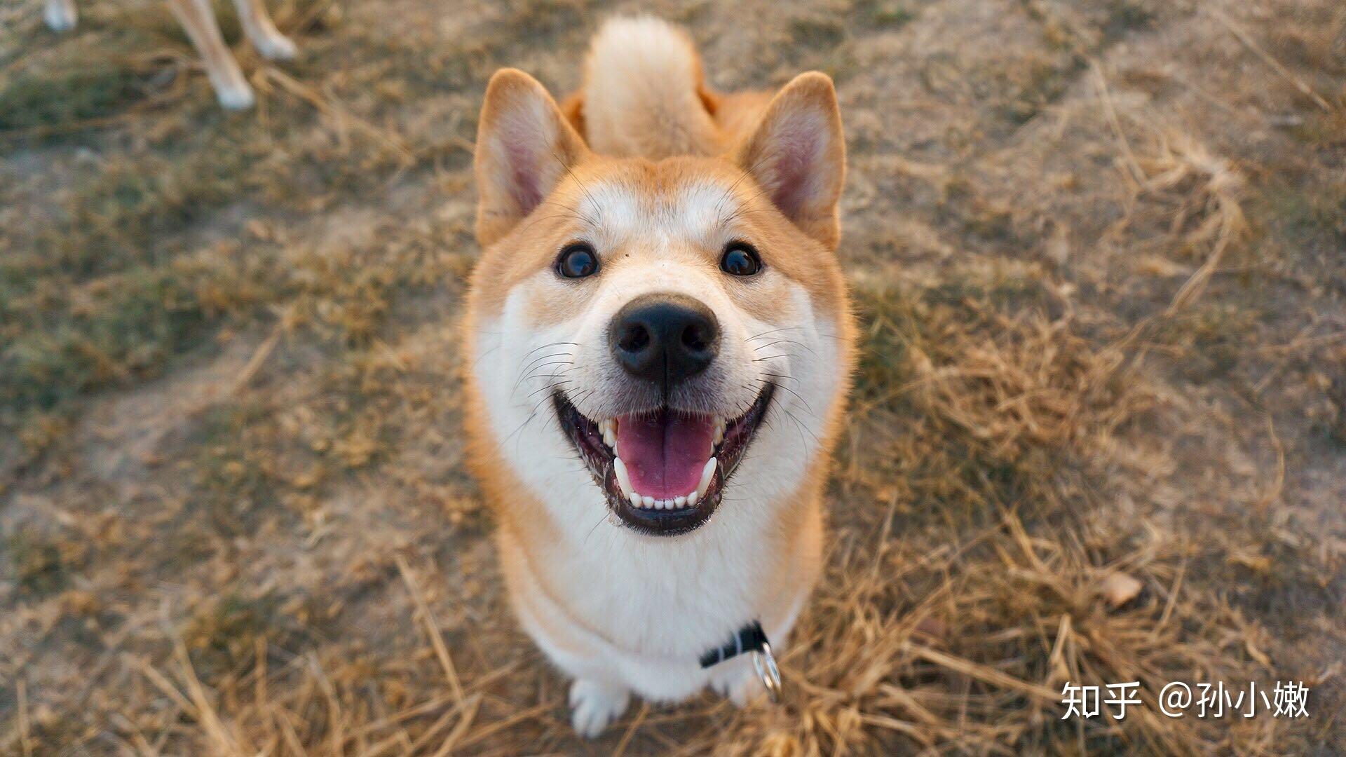 拥有一只柴犬是什么样的体验呢