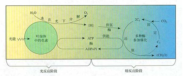 光合作用和细胞呼吸如何学习 知乎