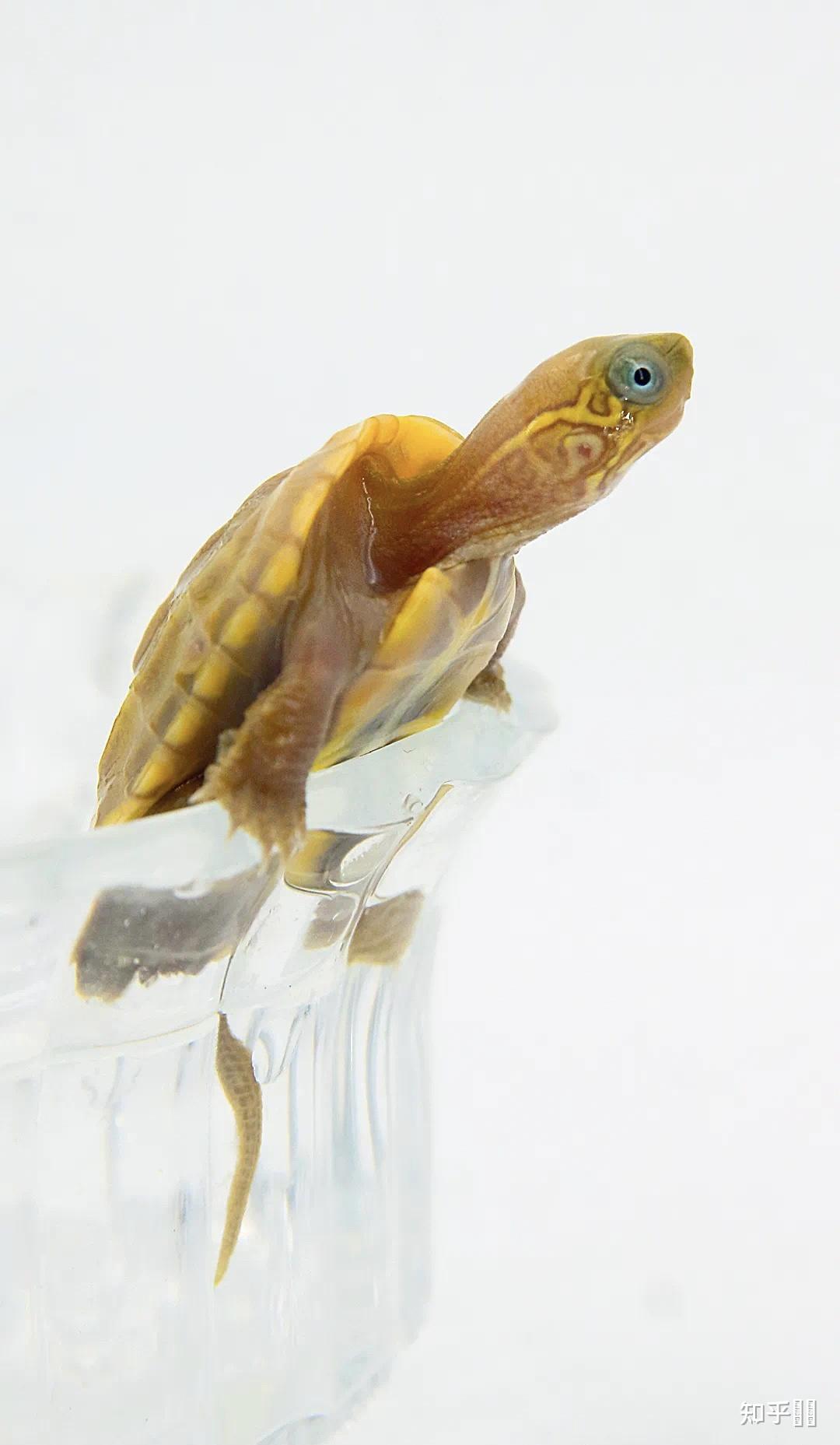 有哪些好看的乌龟照片? - 知乎