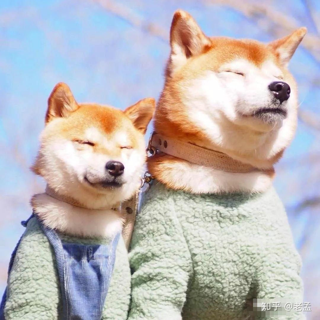 豆柴是一种怎样的存在？购买时需要知道的事- 知乎