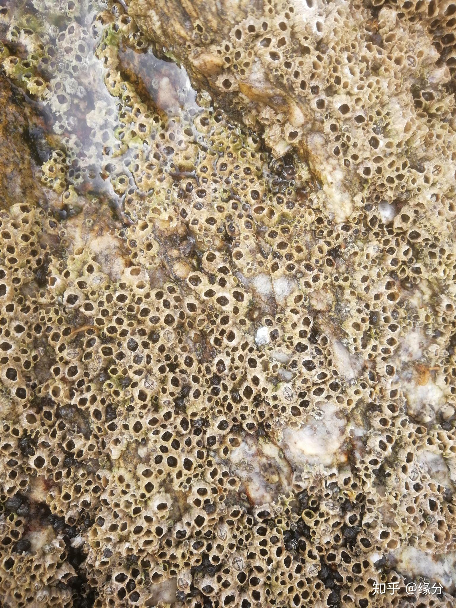在海边岩石上密密麻麻的小贝壳叫什么看的头皮发麻了还是越看越想看这