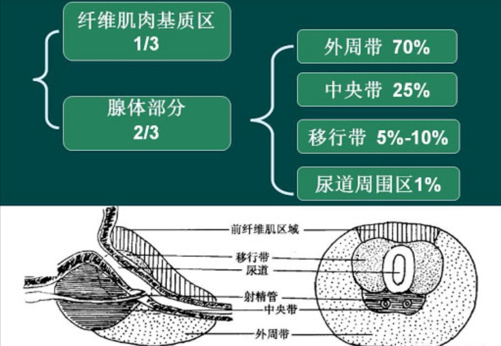 前列腺有哪些分区? - 知乎