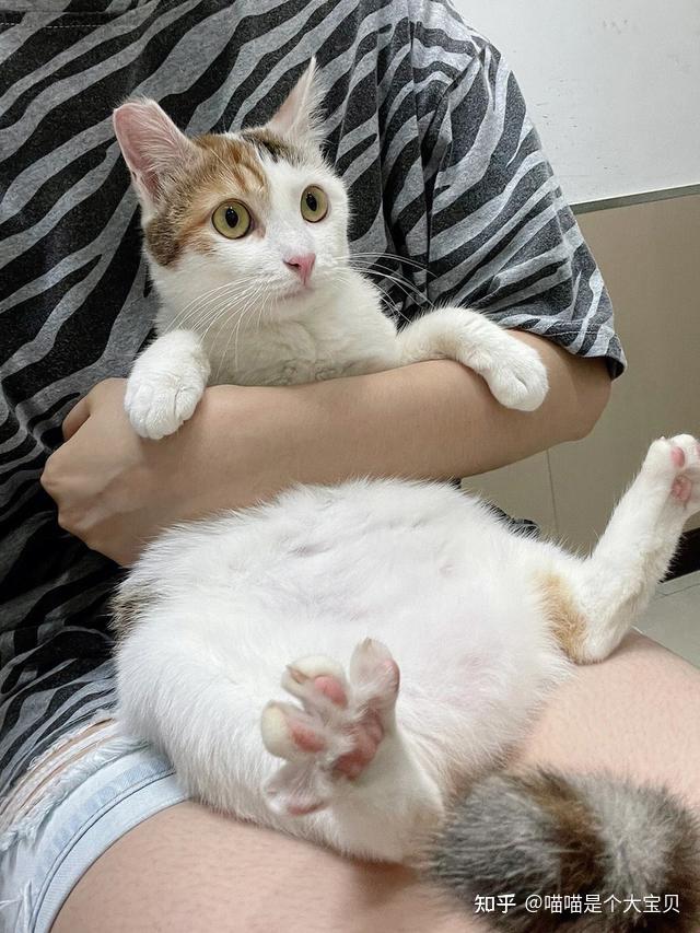 能把“土猫”当作“宠物”养吗?亲身经历告诉你答案! - 知乎