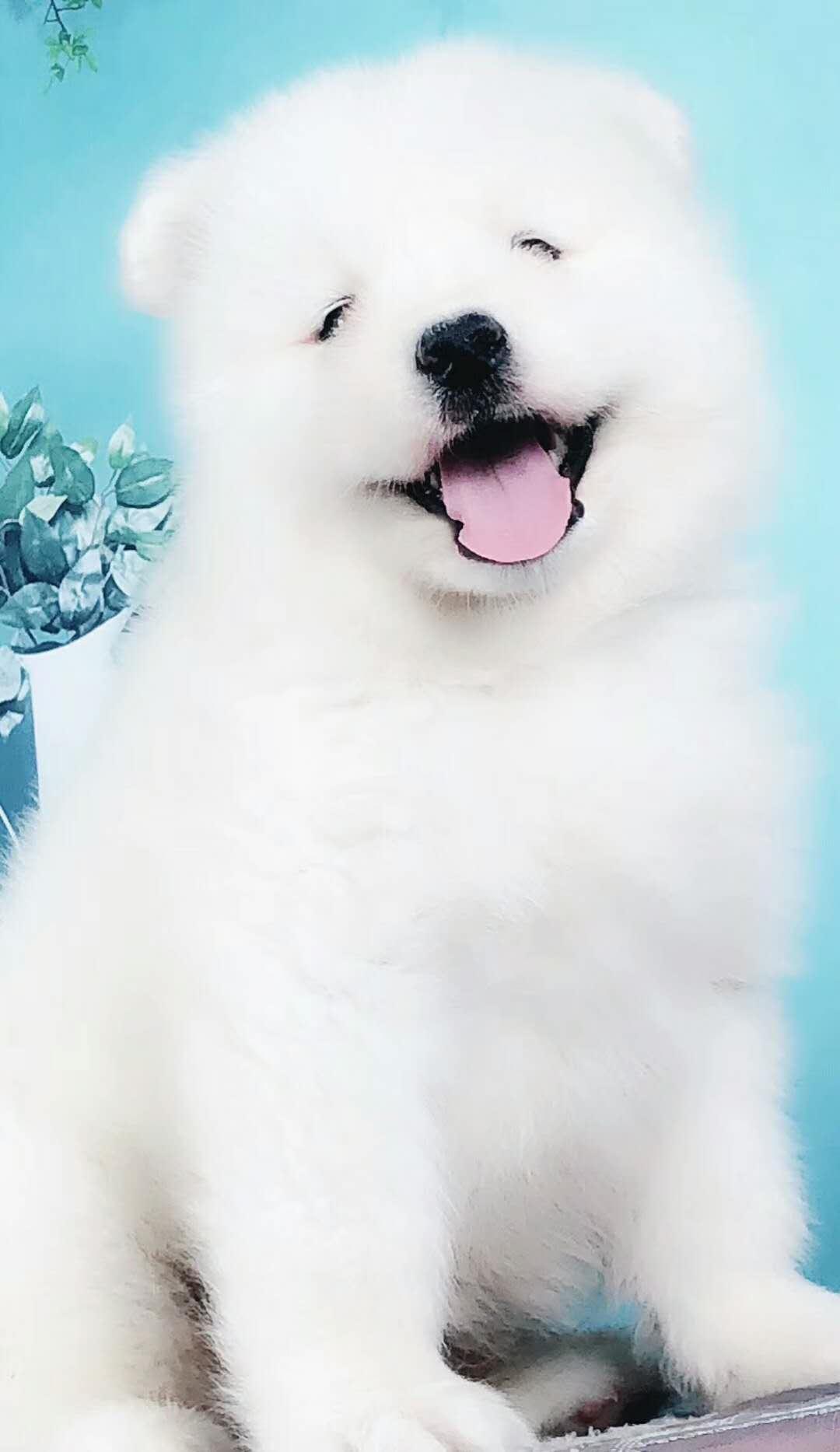 狗狗感冒怎么办 知乎 狗狗感冒怎么办 知乎