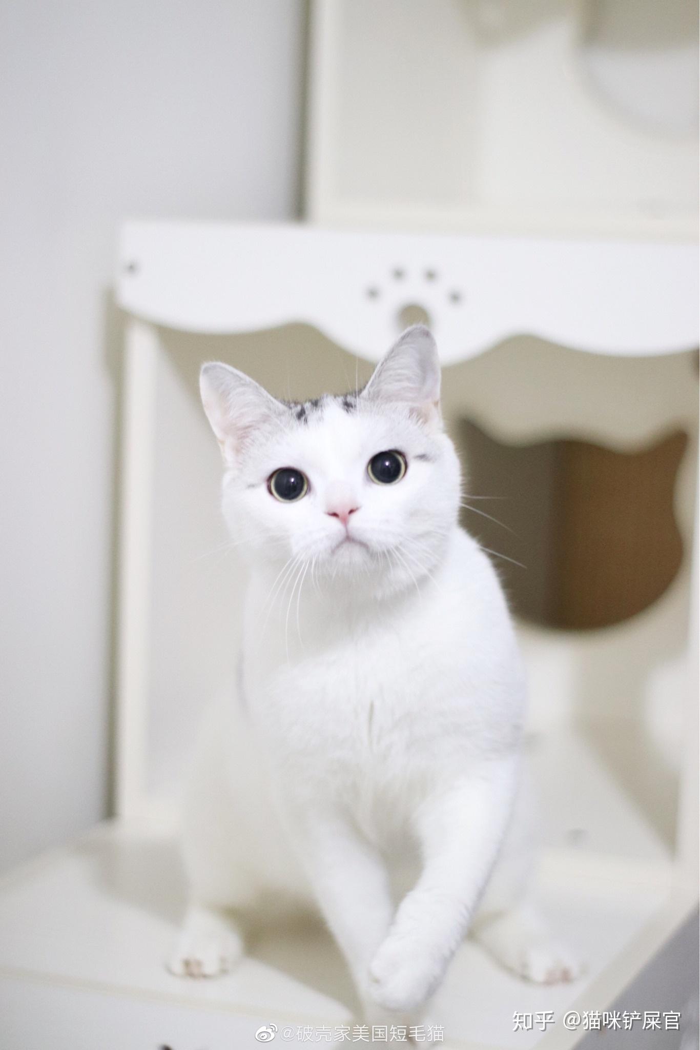 美短高白猫的图片图片