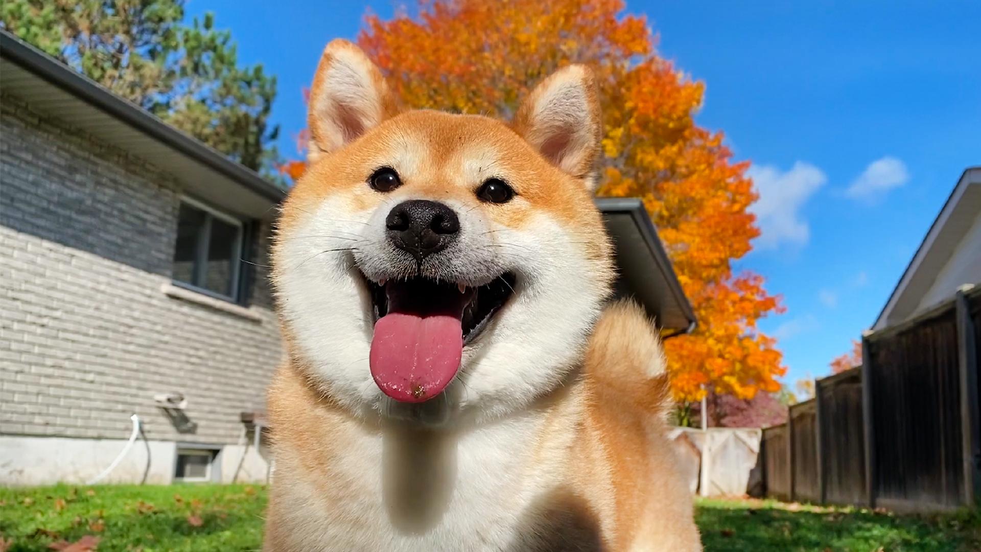 主人训练小柴犬按铃叫餐黑柴主动狂按不停零食都要吃没了