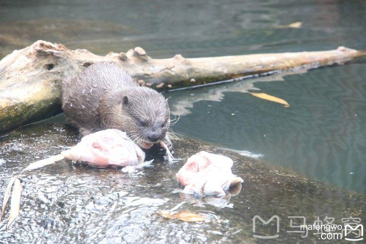 奥克兰动物园展览的动物种类有哪些?