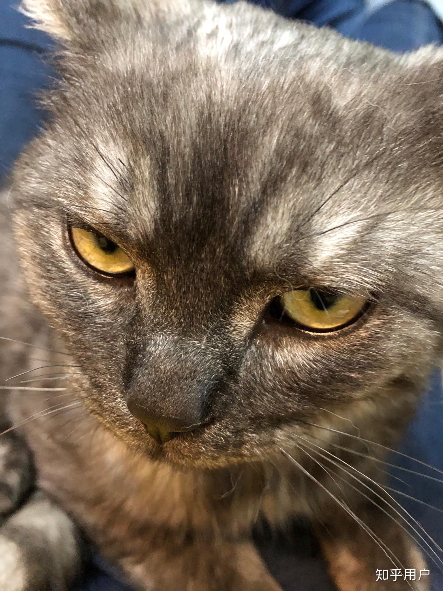 这只喵是烟色美短吗