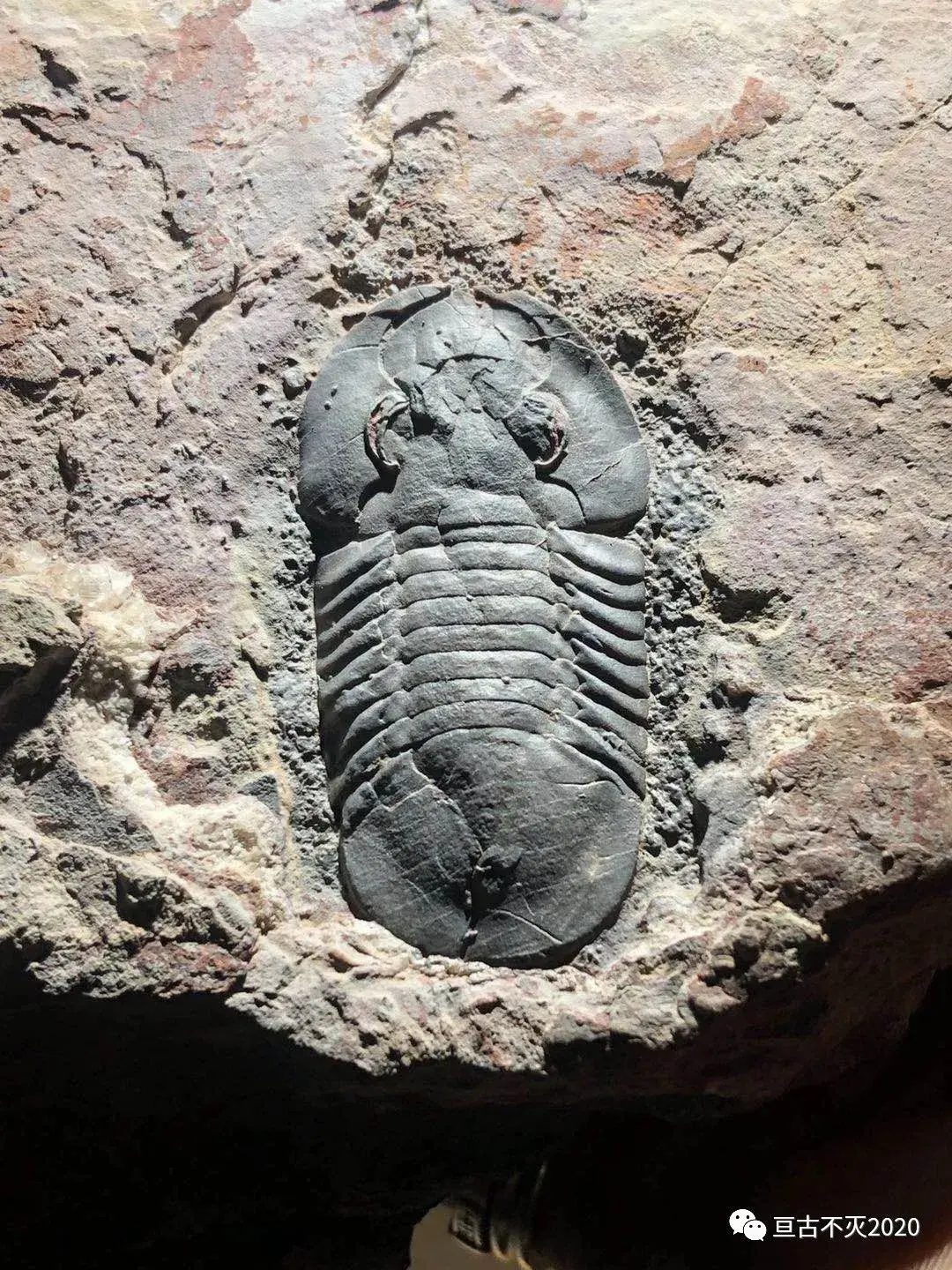 我们暂且称它为"大斜视虫未定种"