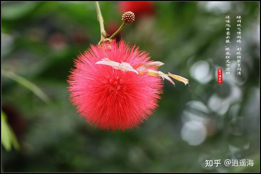 朱缨花:热情绽放的生命之花 - 知乎