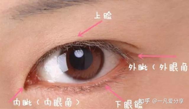 外侧结合处称之为外眦,也被称之为外眼角上下眼睑内侧结合处被称之为