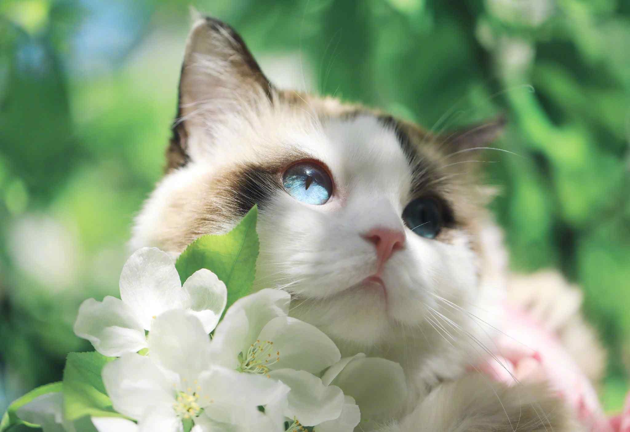 养猫可以养哪些植物 完整版 知乎 养猫可以养哪些植物 完整版 知乎