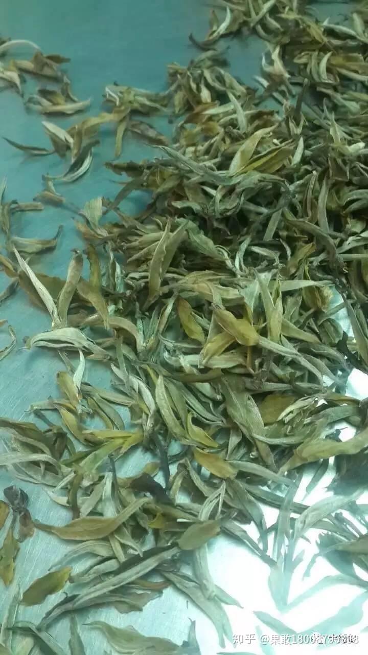 古树茶种植在缅甸北部果敢老街喝出健康才是好茶