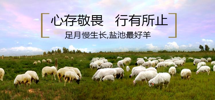 大羊为美带你走进地道的盐池滩羊佩服