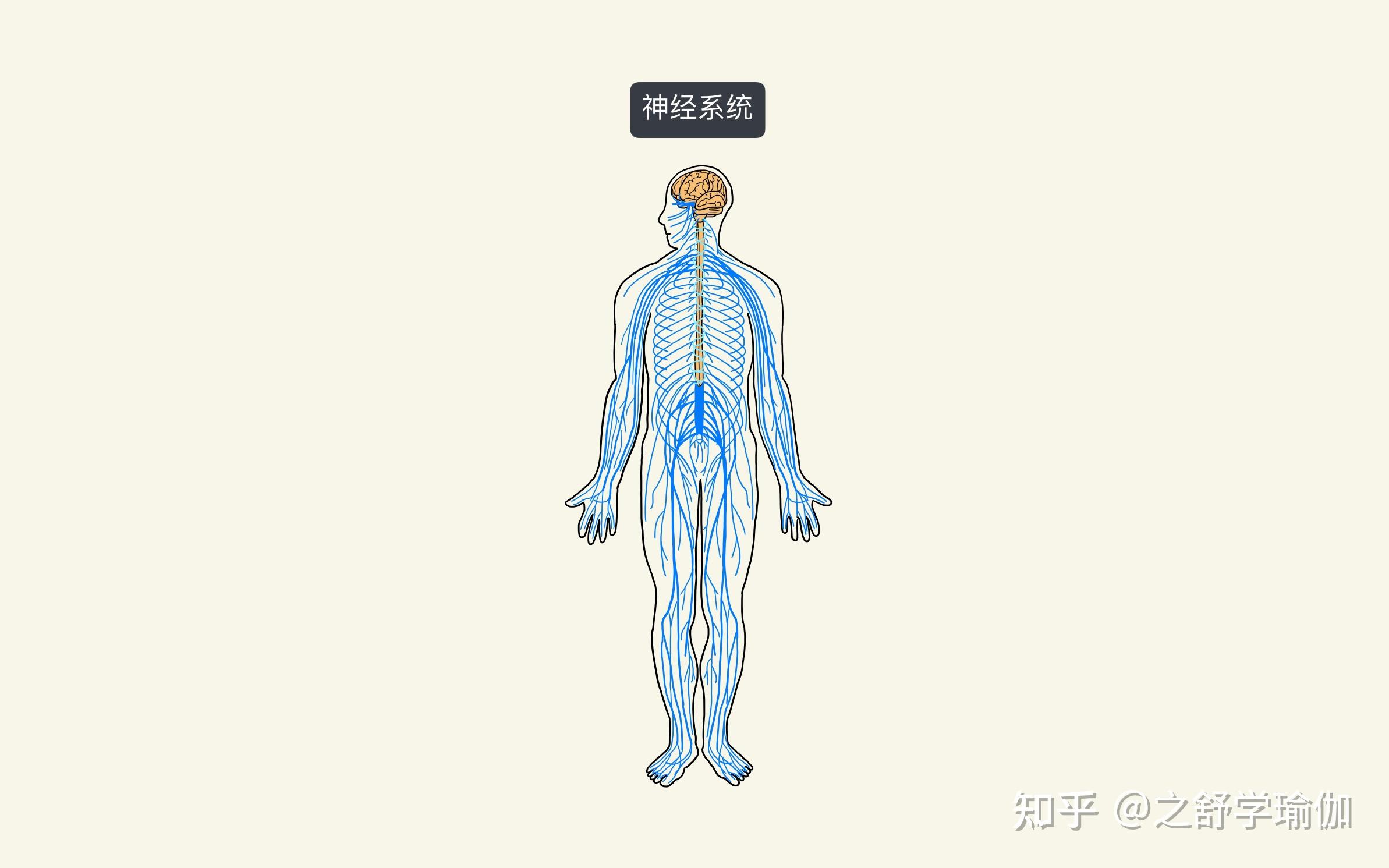 总结瑜伽如何作用到人体的九大系统