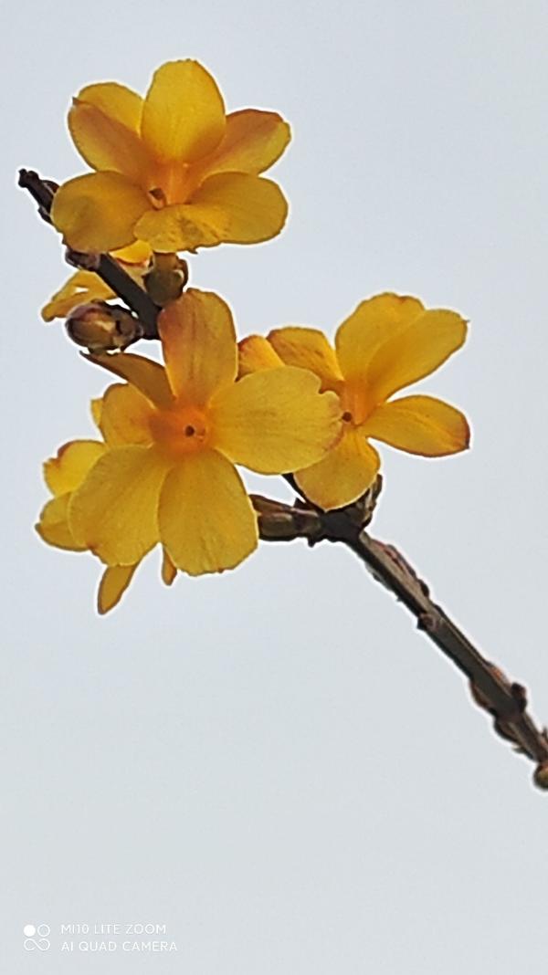 迎春花拼音 牡丹拼音 芒果拼音