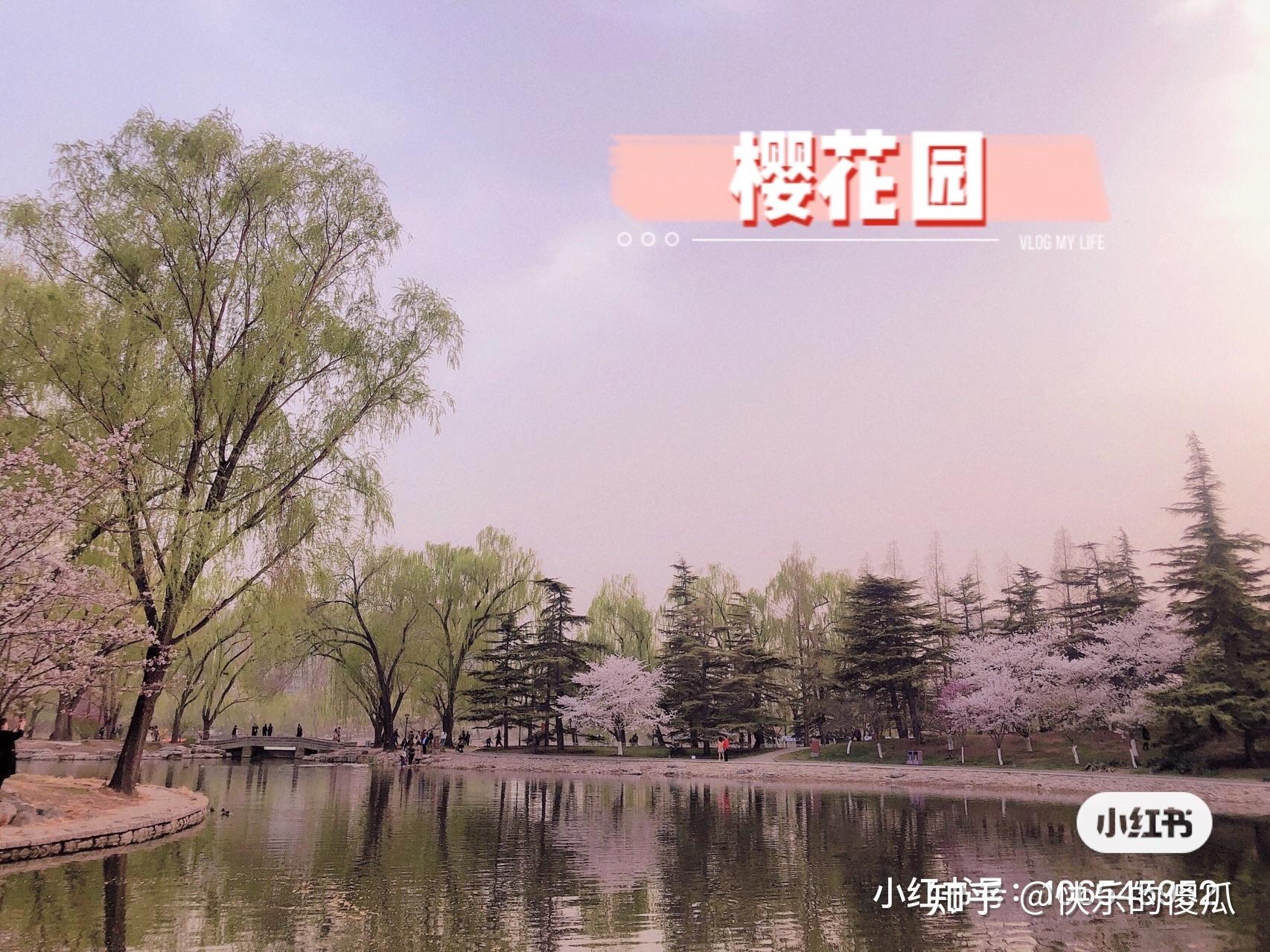 玉渊潭公园樱花节来了-新闻频道-和讯网