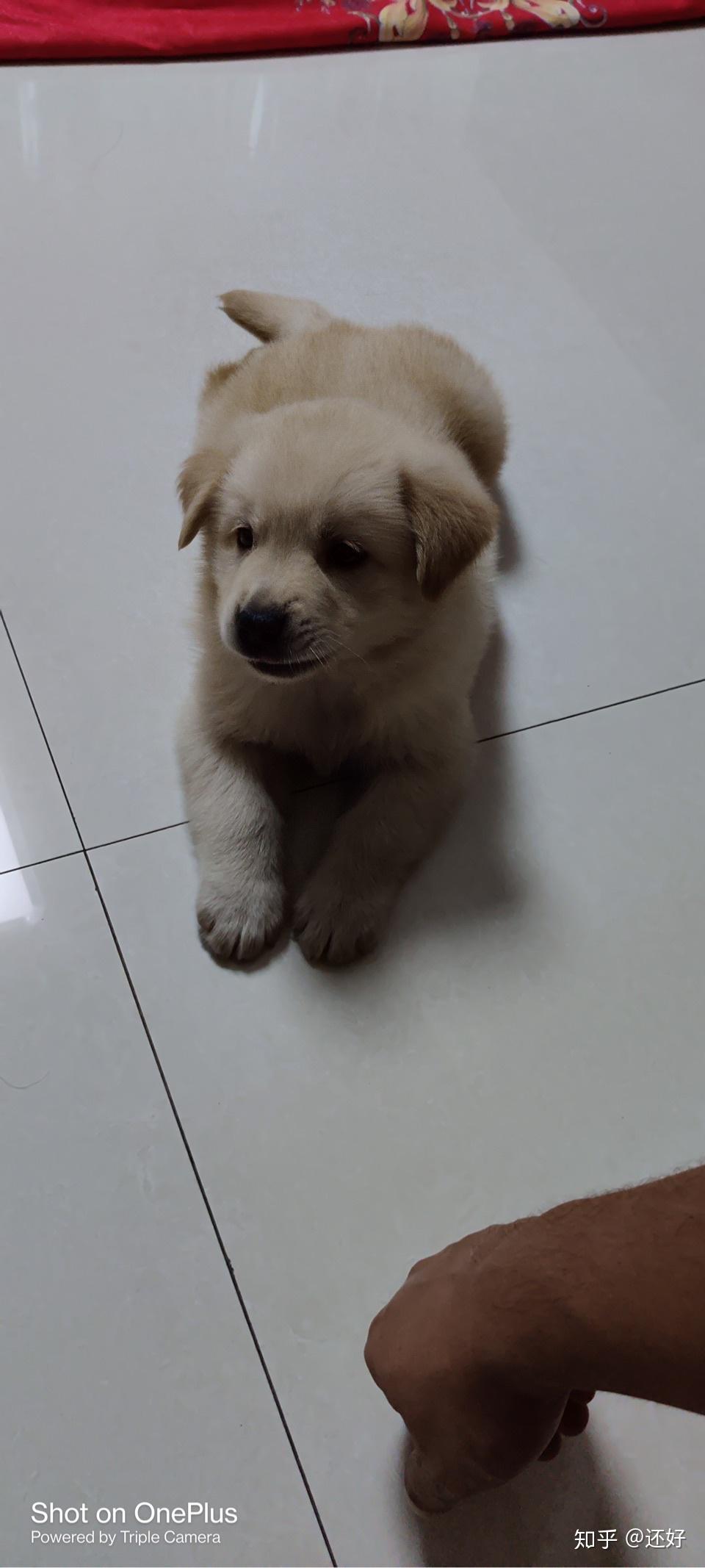 大家的金毛小时候都是这样吗怎么感觉越涨越残