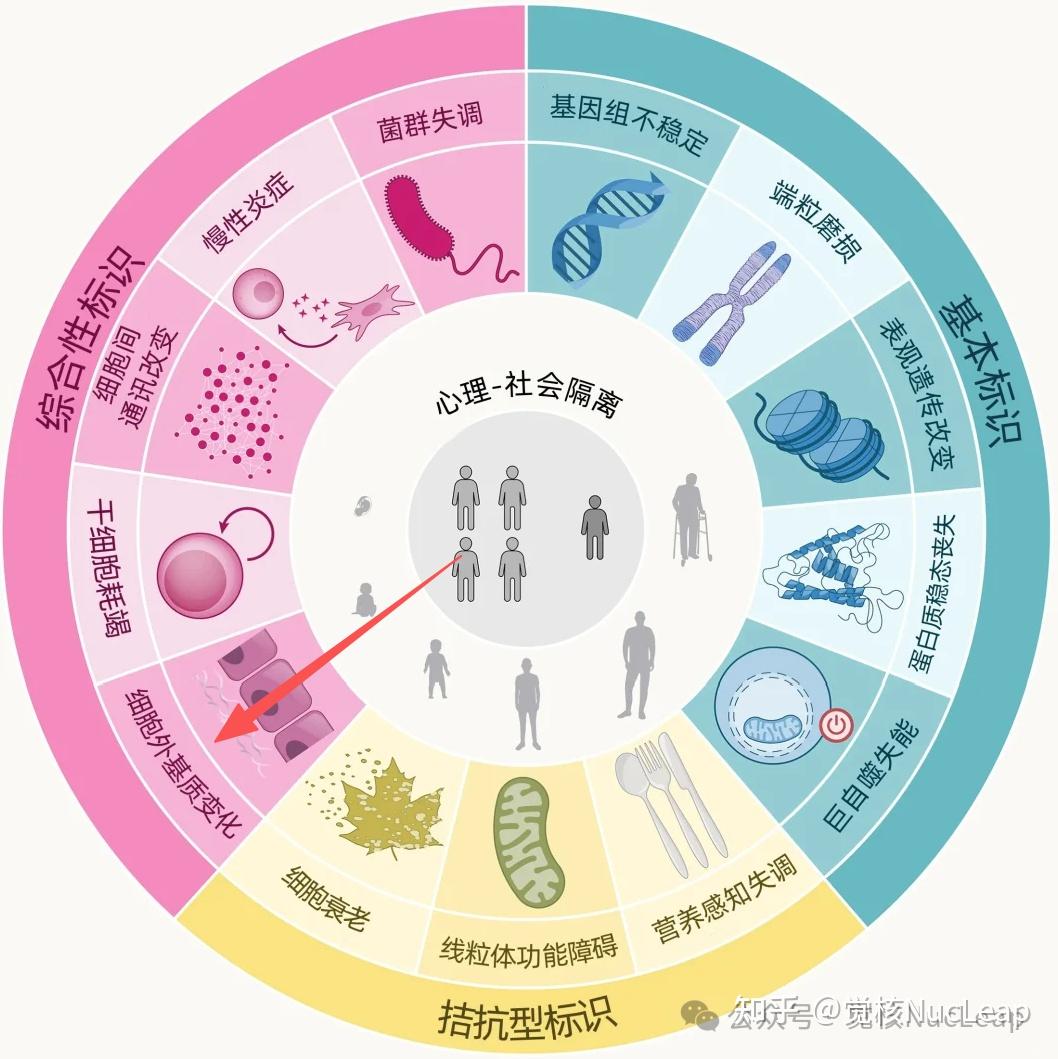 ECM：下一个热门抗衰新材料 - 知乎