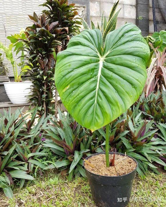 蔓绿绒品种大全这观叶植物这么好养总有一种适合你