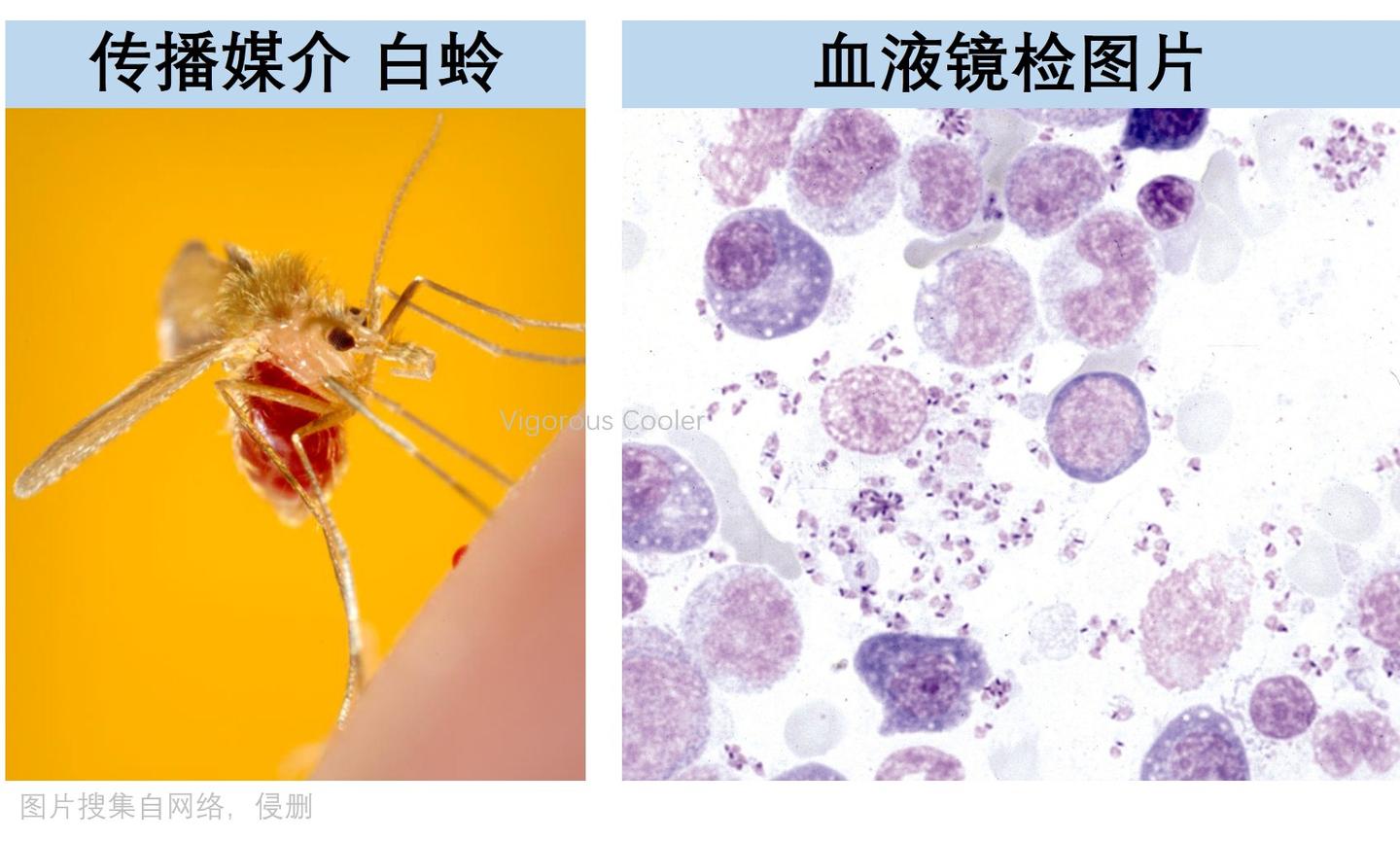 什么 叙利亚的 食肉虫 国内也有 利什曼病速览 知乎