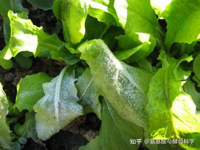 预防植物冻害:植物防冻剂真的有效吗? - 知乎
