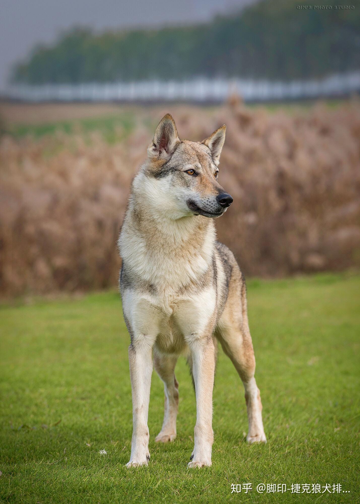 长毛捷克狼犬图片