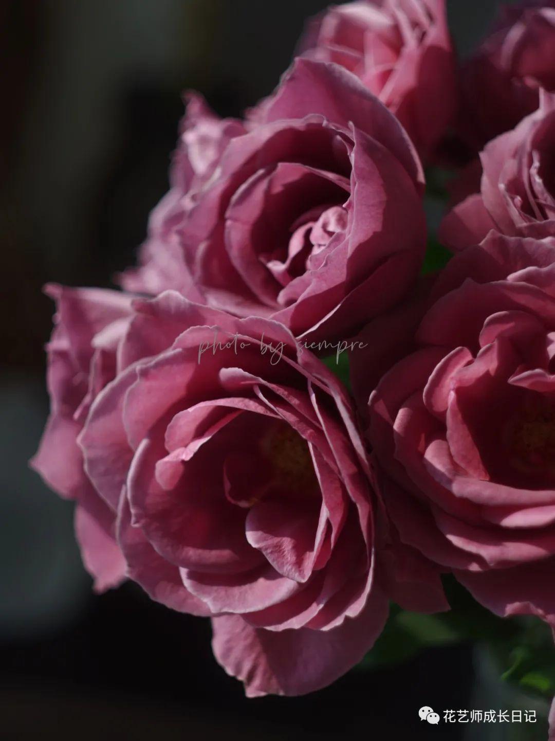 100朵玫瑰vol67日本红茶玫瑰复古红色系玫瑰天花板