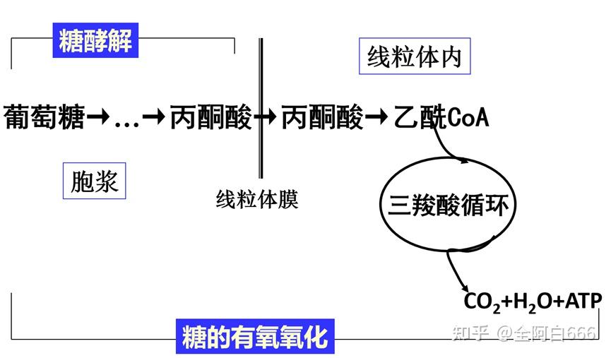 糖酵解代谢途径如何调控呢？ - 知乎