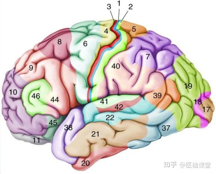 额叶的功能解剖