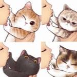 在猫咪眼中，人类的哪些行为，是它们认为「流氓」且没礼貌的？