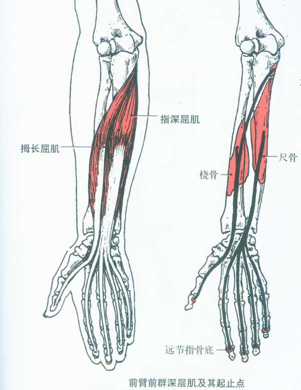 前臂肌肉解剖图片