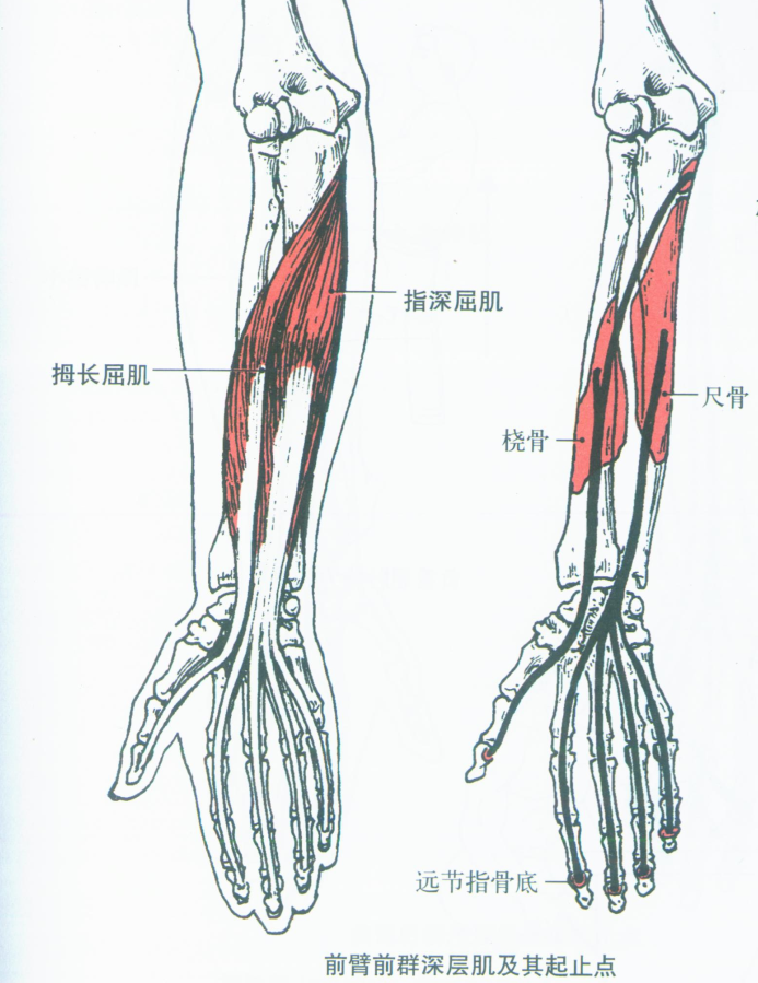 前臂浅层肌肉图片