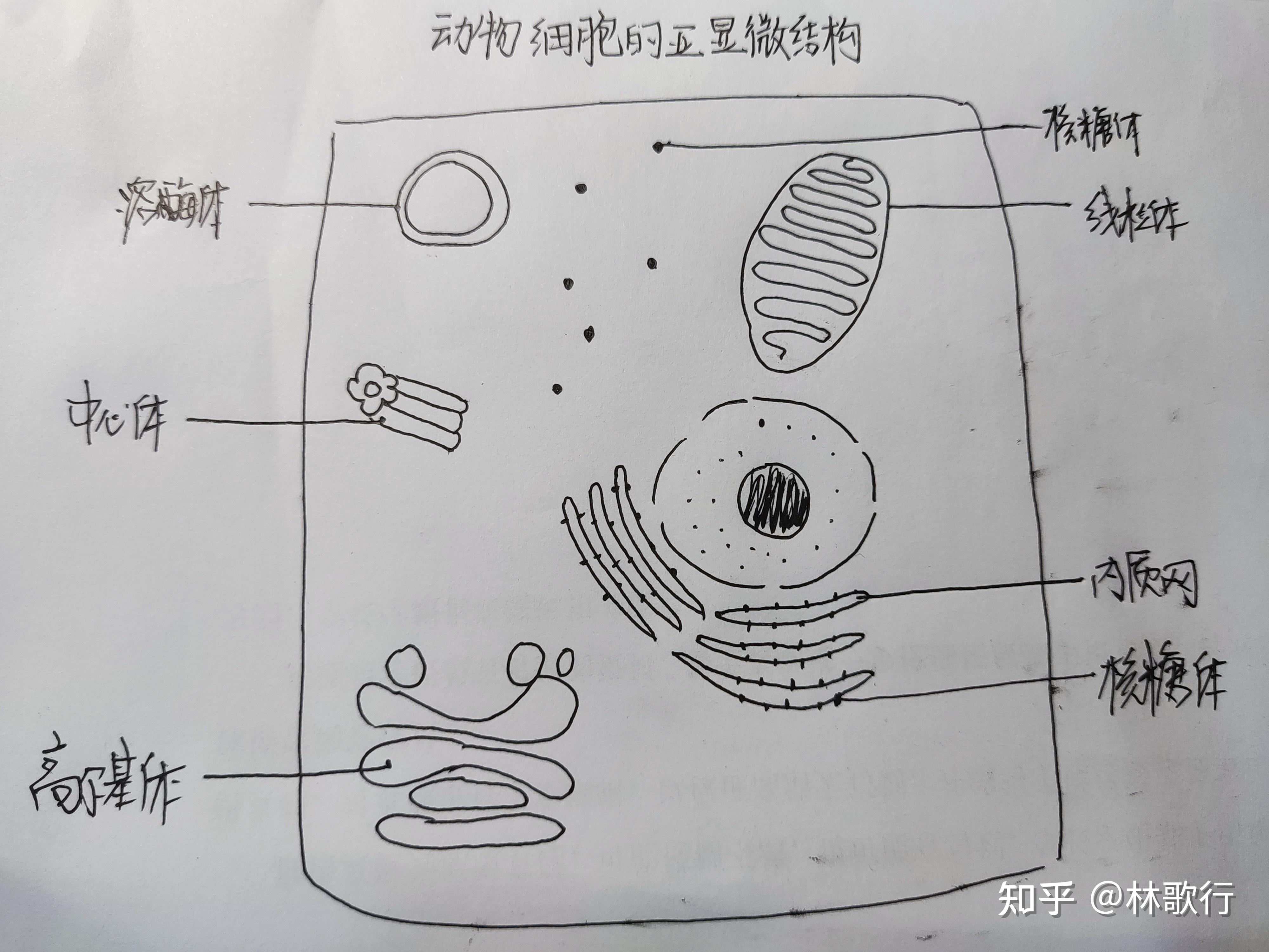 细胞结构图 平面图图片